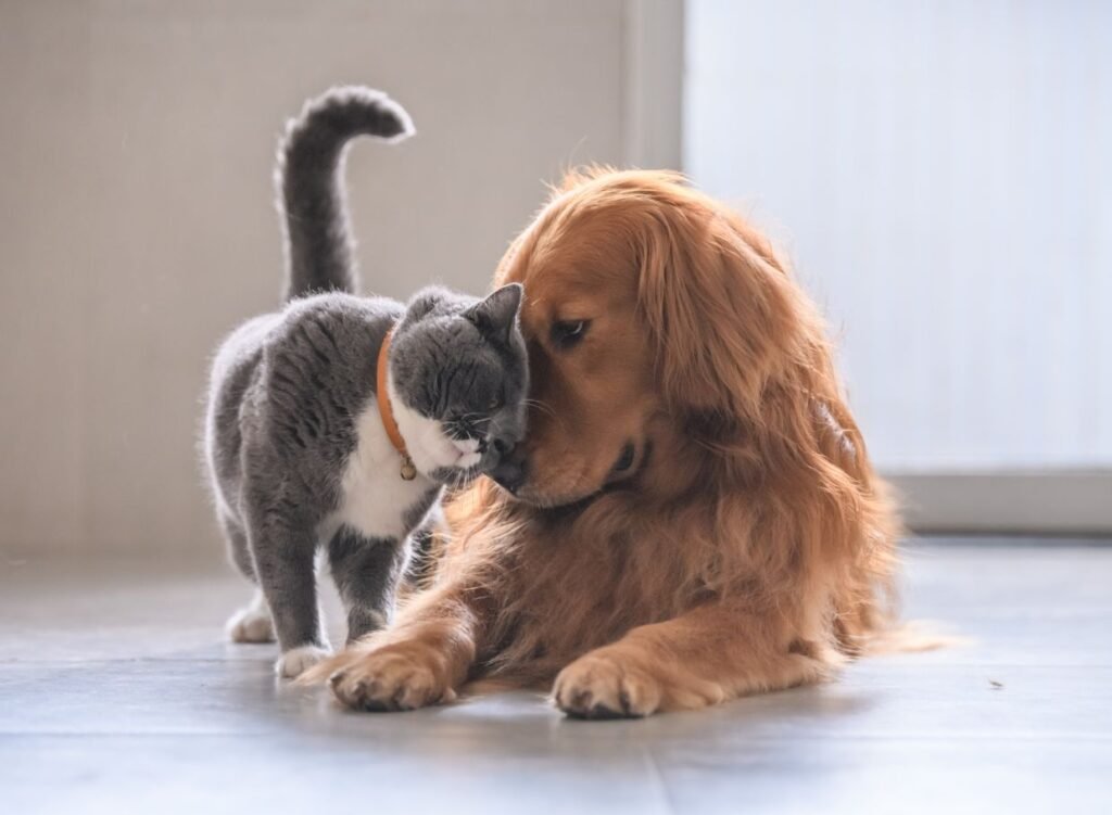 Reconocimiento Judicial de los Animales como Seres Sintientes en Córdoba: Un Avance en el Derecho Animal